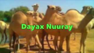 Dhaanto Dayax Nuuray by Zahra Caydiid 2015 [upl. by Kleinstein598]