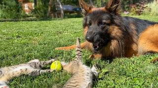 German Shepherds Reaction to Kittens Stealing his Favorite Toy [upl. by Enellij335]