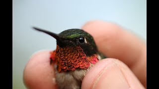 Baguage de colibris à gorge rubis à lObservatoire doiseaux de McGill [upl. by Sitto54]