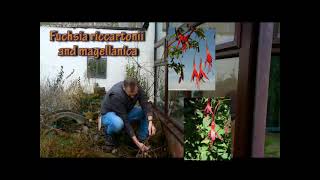 Pruning hardy Fuchsias [upl. by Gilli353]