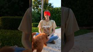 I Surprised My Girlfriend With A Puppy but it’s a prank 😂 [upl. by Eemiaj]