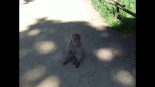 Natur Zoo Rheine im Affenwald am Sa den 26052012 [upl. by Wettam]