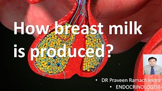 How to breast milk is produced [upl. by Torbart381]