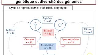 TSBilan chapitre21  La reproduction sexuée et la stabilité du caryotype [upl. by Kreis226]