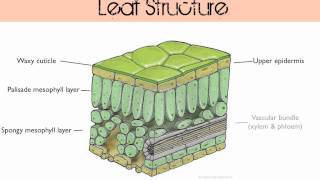 Gas Exchange in Plants [upl. by Retrac]