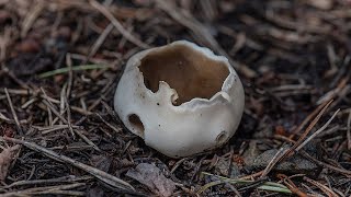 Piestrzyca sosnowa Helvella leucomelaena [upl. by Aniretak]