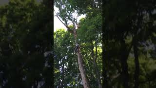 Ronin Ascender Arborist Climbing [upl. by Ilellan]