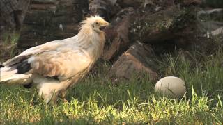 Egyptian Vultures [upl. by Vonnie]