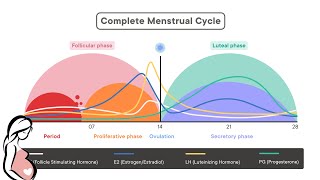 physiology of menstrual cycle  شرح الدوره الشهريه [upl. by Mima]