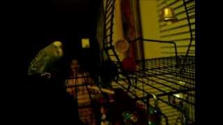 Disco the Parakeet  The Lost Footage [upl. by Victorine]