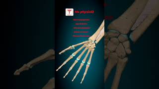 Metacarpophalangeal joints Interphalangealjoints of handFlexion Extension🌍🧑‍⚕️ [upl. by Atiuqer]