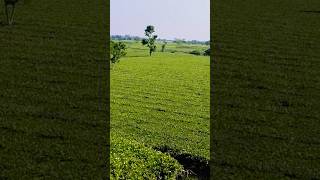 Tea garden tea nature travel viral shorts [upl. by Norman]