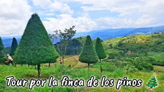 ASÍ ES UNA FINCA DE PINOS EN COSTA RICA 🎄🇨🇷 [upl. by Ladin]