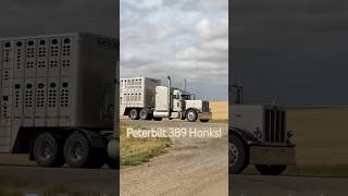 SICK Peterbilt 389 Bullhauler [upl. by Jeunesse43]