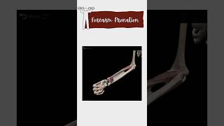 Forearm pronation muscles anatomy muscles movement [upl. by Alial640]