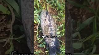 Guapote Tigre con plumilla pesca [upl. by Sidonie]