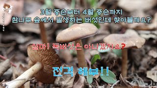 이른봄외대버섯Entoloma sp 소통명 [upl. by Hazem]