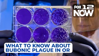 What to know about bubonic plague in Oregon [upl. by Garlanda]