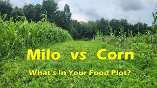 Corn vs Milo For Breaking Up Deer Food Plots and Fields [upl. by Dracir]