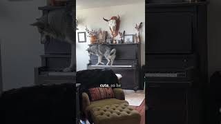 Huge dog hops on the piano [upl. by Yrolg93]