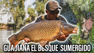 GUADIANA EL BOSQUE SUMERGIDO CARPFISHING TV [upl. by Arvell]