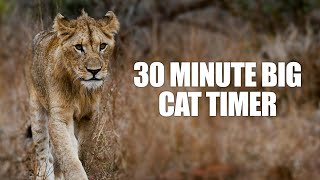 30 Minute Timer  Thirty Minute Big Cat Timer  Tiger Growling Alarm Sound [upl. by Novy]