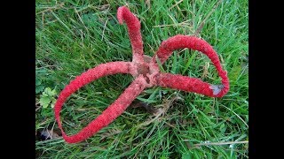 The Octopus Stinkhorn Clathrus archeri [upl. by Joshia]