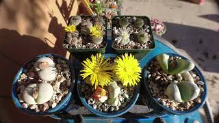 Lapidaria Margaretae Lithops C1 Lithops C36A Afternoon Bloom Cycle  AoxTheGardener 💚 [upl. by Mcginnis826]