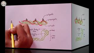 Diagram Of Actin Filament And Myosin Monomer  Drawing I Band And A Band  Biology Diagram [upl. by Matty]