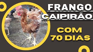 Criação de Frango Caipirão  Com 70 Dias [upl. by Oecam610]