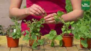 How to pinch out bedding plants with Van Meuwen [upl. by Bulley230]