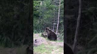 Baby Bears learning how to Climb 🐻 [upl. by Hach]