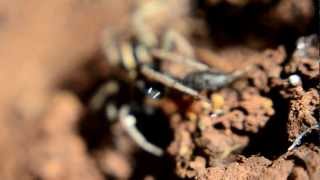 עכביש זאב זאבן טורף  wolf spider lycosidae preying [upl. by Xuaeb108]