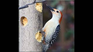 The Red bellied Woodpecker woodpecker birds nature backyardbirdwatching southcarolina [upl. by Emersen803]