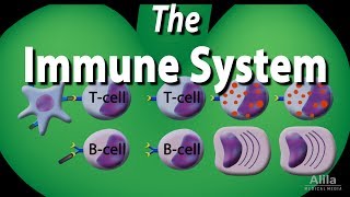 The Immune System Overview Animation [upl. by Rus]