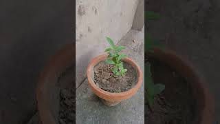 Plant growing l gardening l home farming l plants hobby l healthy activities l garden [upl. by Swiercz940]