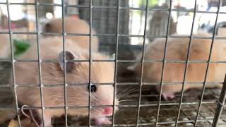 Adorable Baby Hamsters At Animal Market [upl. by Ashien19]