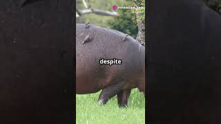 All about hippos HippoFacts Wildlife AnimalScience NatureDocumentary AmazingAnimals [upl. by Annmarie]