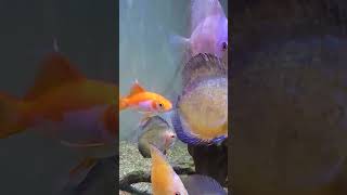 Komet ikankomet ikankoi koifish koi ikanmas fishtank ikanhiasaquarium ikanhias aquarium [upl. by Ydurt]