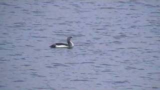 Plongeon arctique  Gavia arctica Lac du Der France [upl. by Lavern]