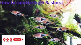 How to care Harliqin Rasbora complete guide [upl. by Avek]