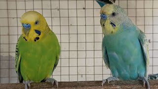 Chirping of Parakeet Budgie Birds 4 Hr  Listen to Nature Bird Songs Meditation to Reduce Stress [upl. by Alain]