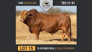 Lot 15  Vlakte Bonsmara Bulveiling  18 Okt 2024 [upl. by Ecam]