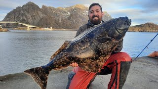 Norway Halibut Fishing From The Shore  Lofoten Islands Norway [upl. by Anreval451]