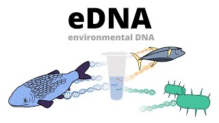 Biomonitoring using eDNA environmental DNA [upl. by Ness]