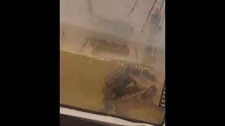 🤣 turtles turtledoves tortoise seaturtles mating animals goodvibes cuteanimal pinay love [upl. by Ahsial777]