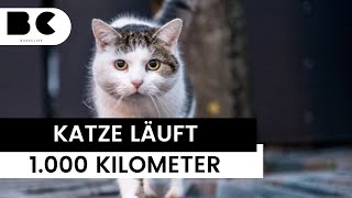 Fast 1000 Kilometer gelaufen Katze sucht verzweifelt nach Besitzerin [upl. by Prospero]