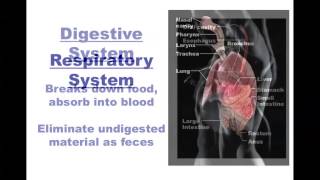 Human Anatomy and Physiology Organ Systems [upl. by Creighton496]