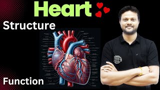 Heart  Function of Heart  Structure of Heart  By Arun sir [upl. by Ungley682]