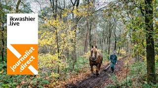 Boomslepen met Belgische Trekpaarden en De Trekpaardenvrienden in Tommel  horses in forestry [upl. by Giess]